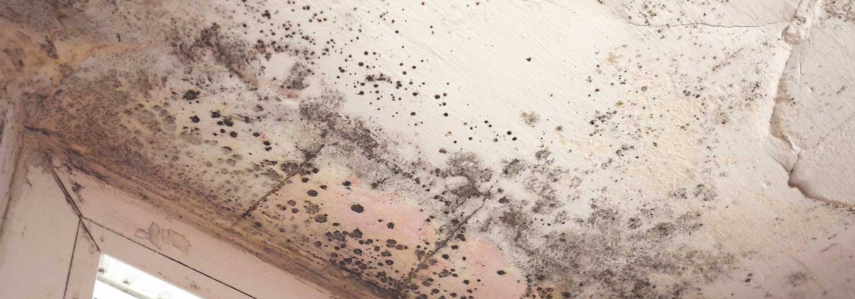 Mold Testing