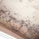 Mold Testing